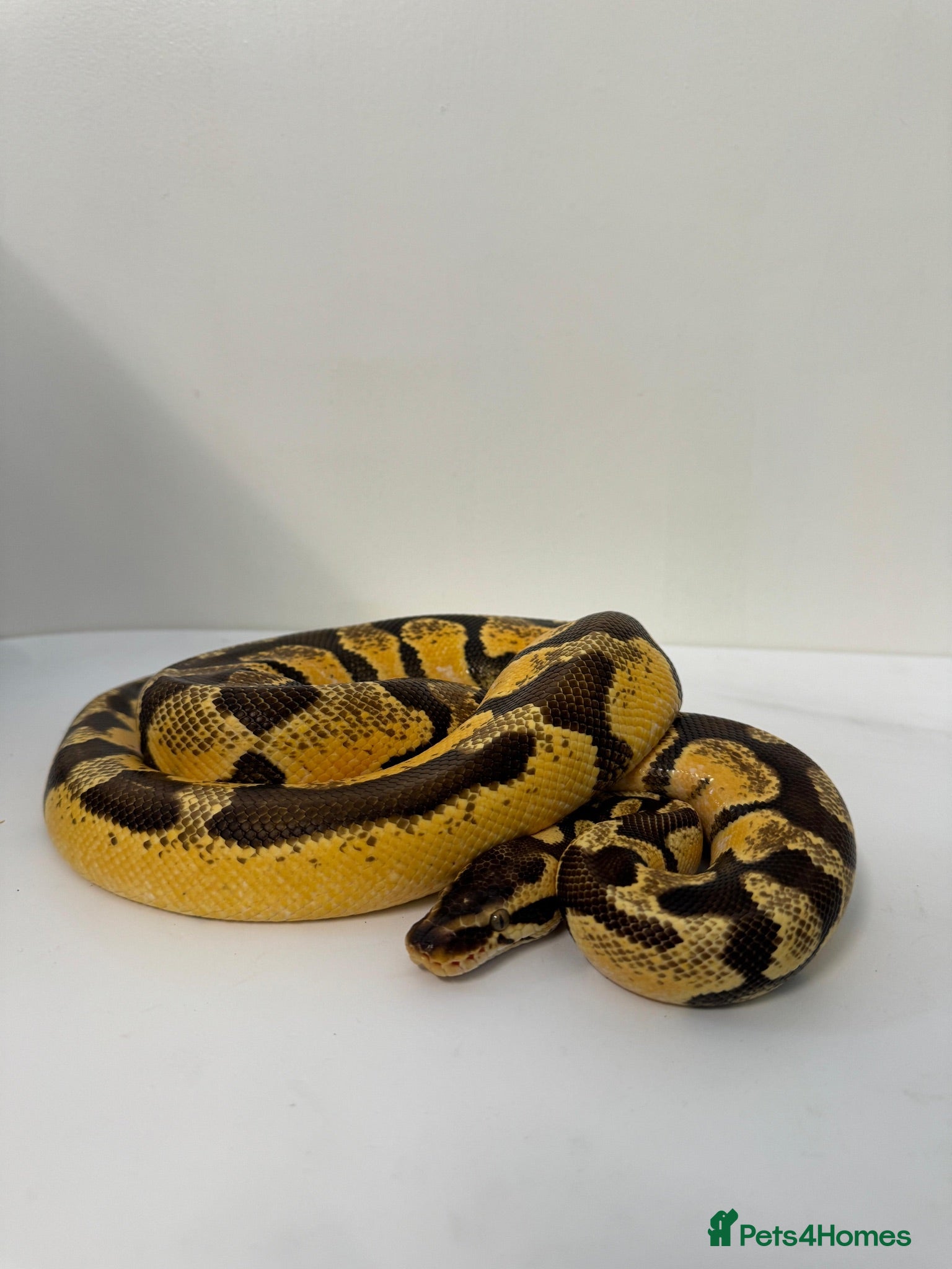 Python Snake reptiles Pastel Enchi Royal Python with 4 foot setup - Advert 1