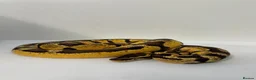 Python Snake reptiles for sale: Pastel Enchi Royal Python with 4 foot setup - Advert 1