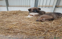 Border Collie dogs for sale: Beautiful long hair puppies  - Image 3