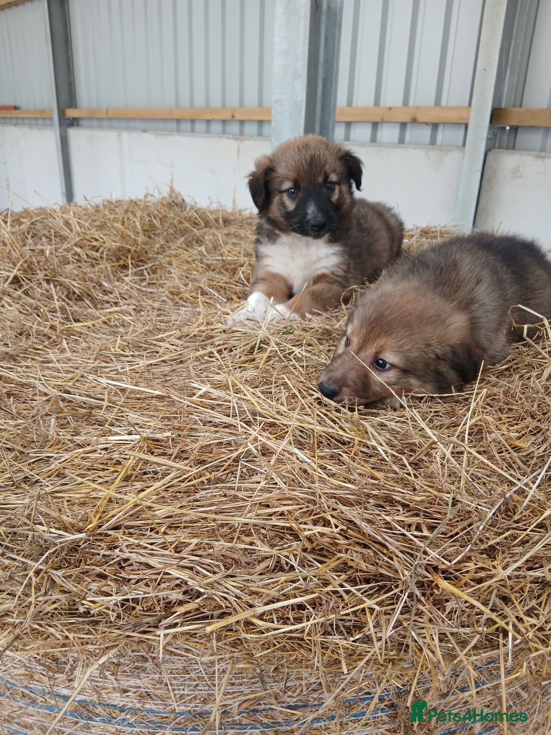 Border Collie dogs for sale: Beautiful long hair puppies  - Image 3