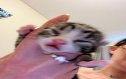 British Shorthair cats for sale: Kittens for sale - Image 3