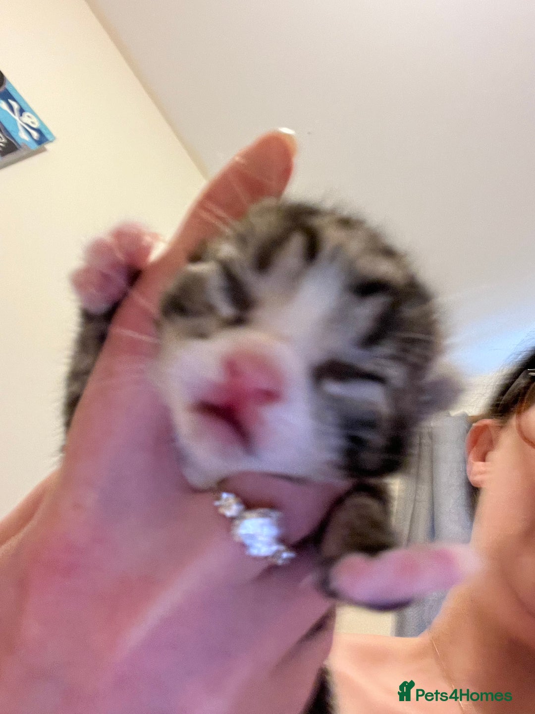 British Shorthair cats for sale: Kittens for sale - Image 3