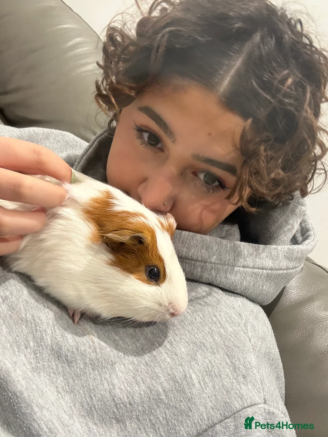 Guinea Pig rodents for sale: Two bonded male guinea pigs  in Enfield - Advert 2