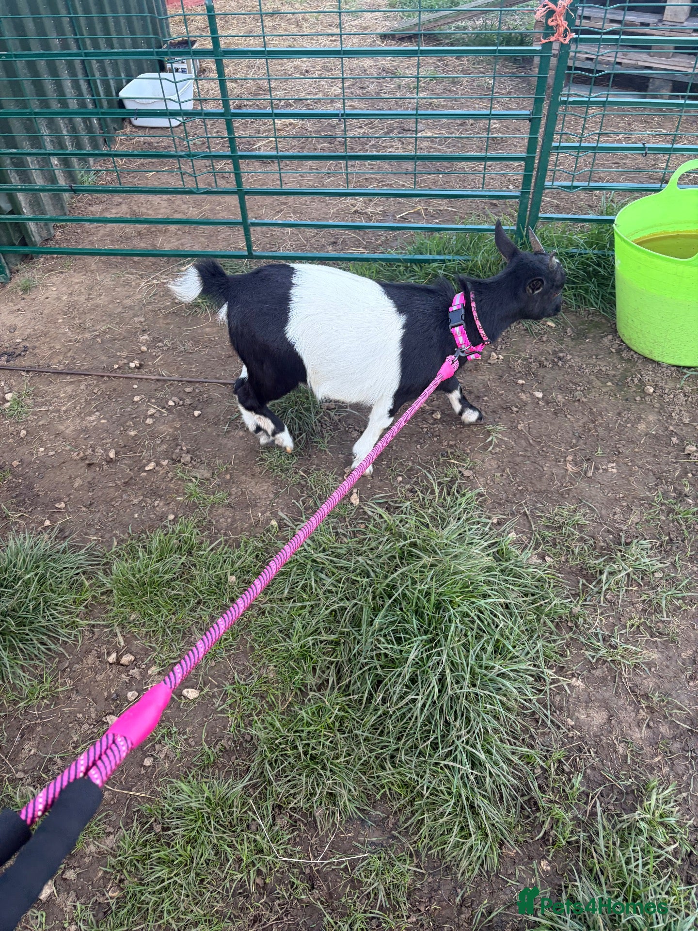 Goats livestock Pygmy goats - Advert 1