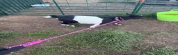 Goats livestock for sale: Pygmy goats - Advert 1