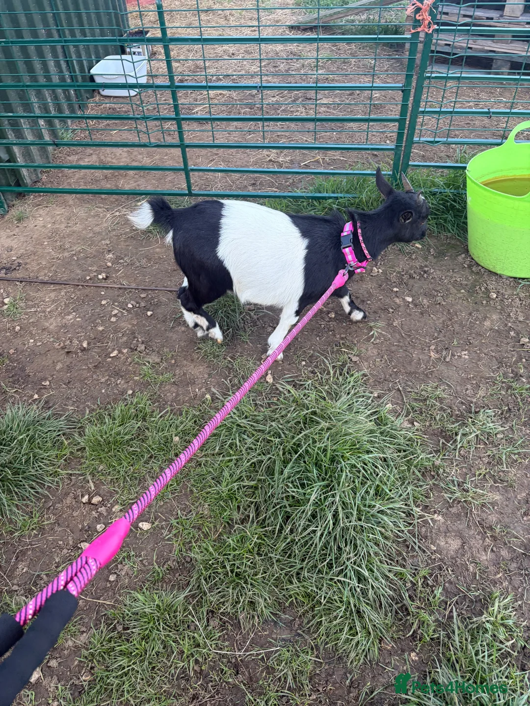 Goats livestock for sale: Pygmy goats - Advert 1