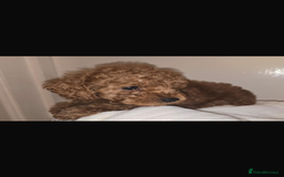 Toy Poodle dogs for sale: Stunning toy poodles  - Image 4