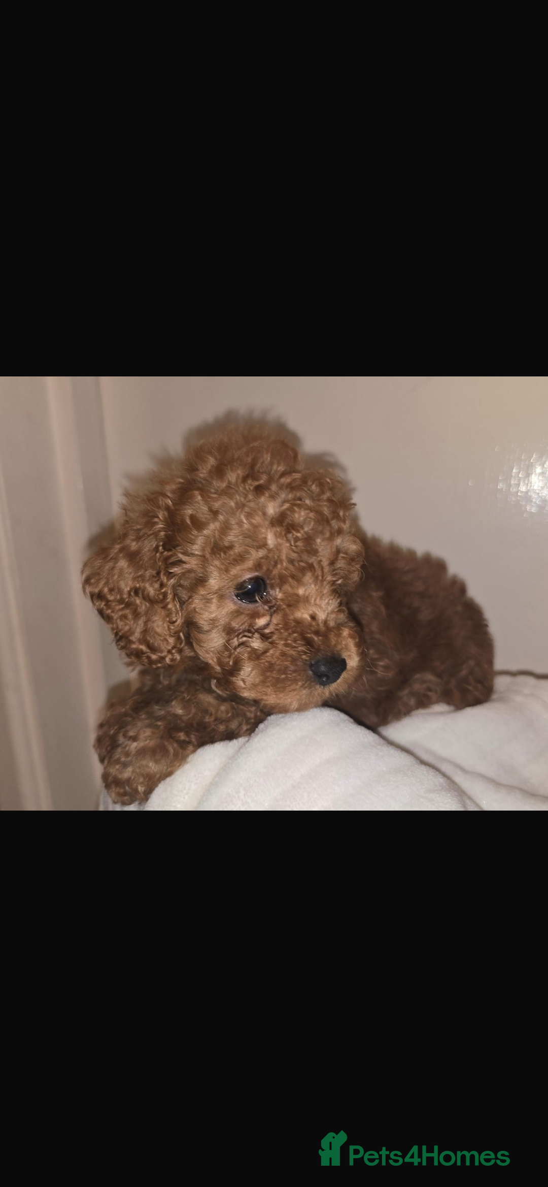Toy Poodle dogs for sale: Stunning toy poodles  - Image 4