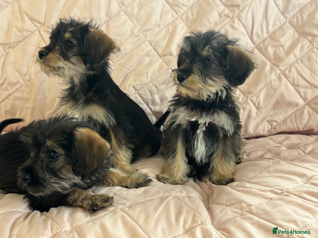 Schnoodle dogs for sale: *Stunning Shnoodles* - Image 7