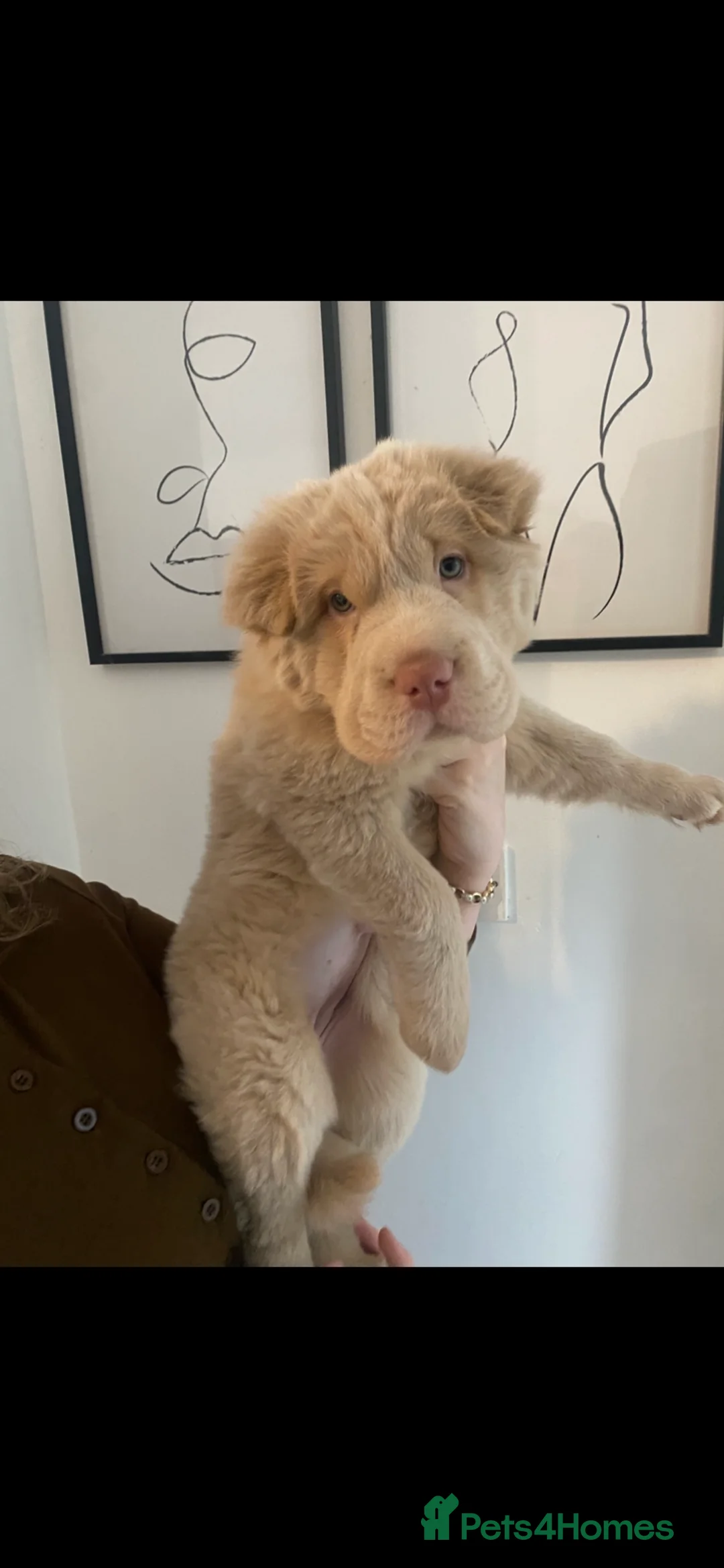 Shar Pei dogs for sale: 🐾 Cream Bear Coat Shar Pei Girl – Blue Eyes 💎🐶 - Advert 6