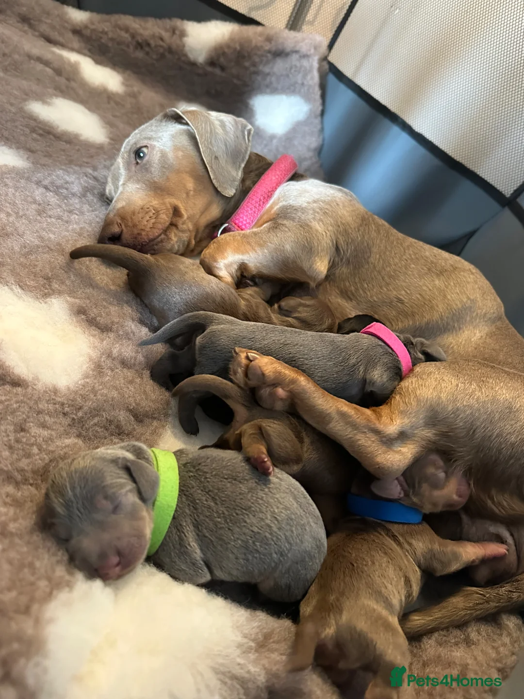 Miniature Dachshund dogs for sale: 🐾🐶Cutest miniature dashchunds 🐶🐾 - Advert 3