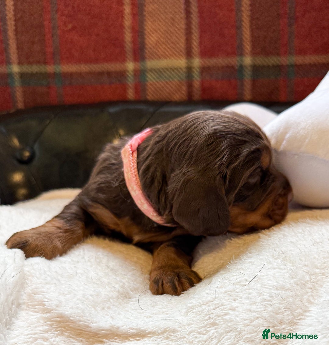 Cocker Spaniel dogs for sale: stunning chocolate and tri kc cocker spaniels - Advert 19