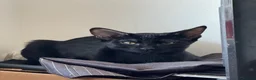 Oriental cats for sale: Oriental kittens for sale (4 ready now!) - Advert 8