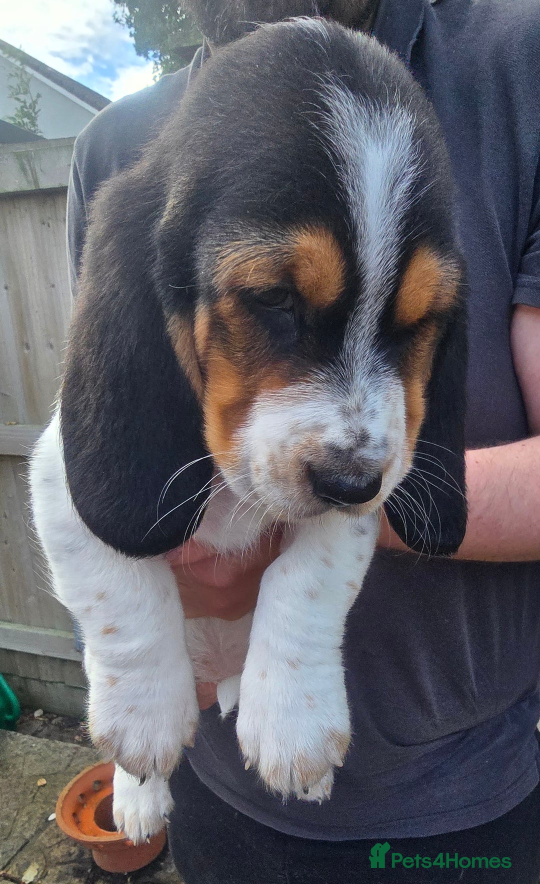 Basset Hound dogs for sale: Beautiful Basset Hound puppies for sale  - Image 14