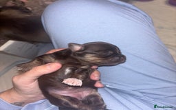 Chihuahua dogs for sale: Chocolate Girls Longhair Chihuahua  - Image 16