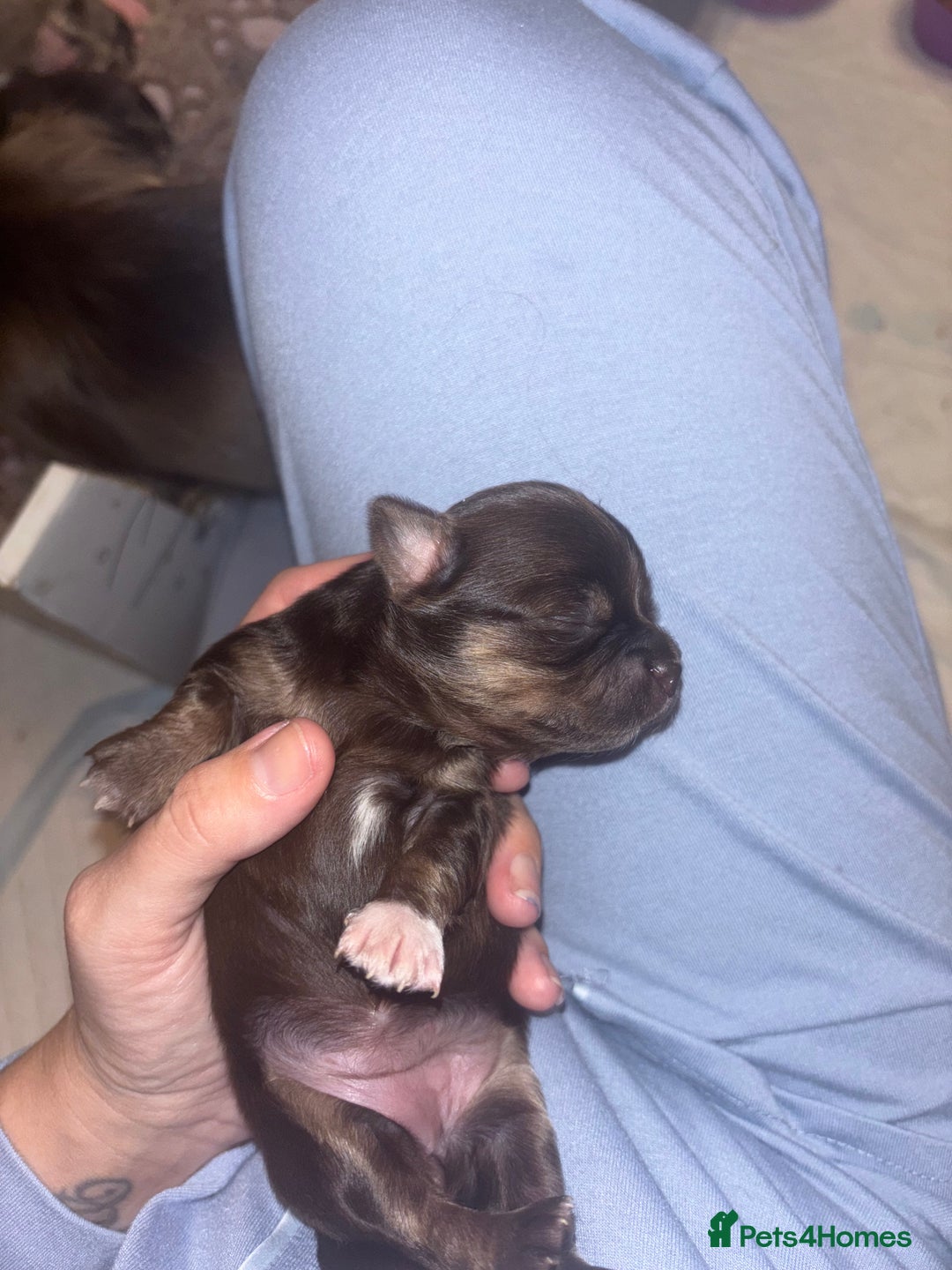 Chihuahua dogs for sale: Chocolate Girls Longhair Chihuahua  - Image 16
