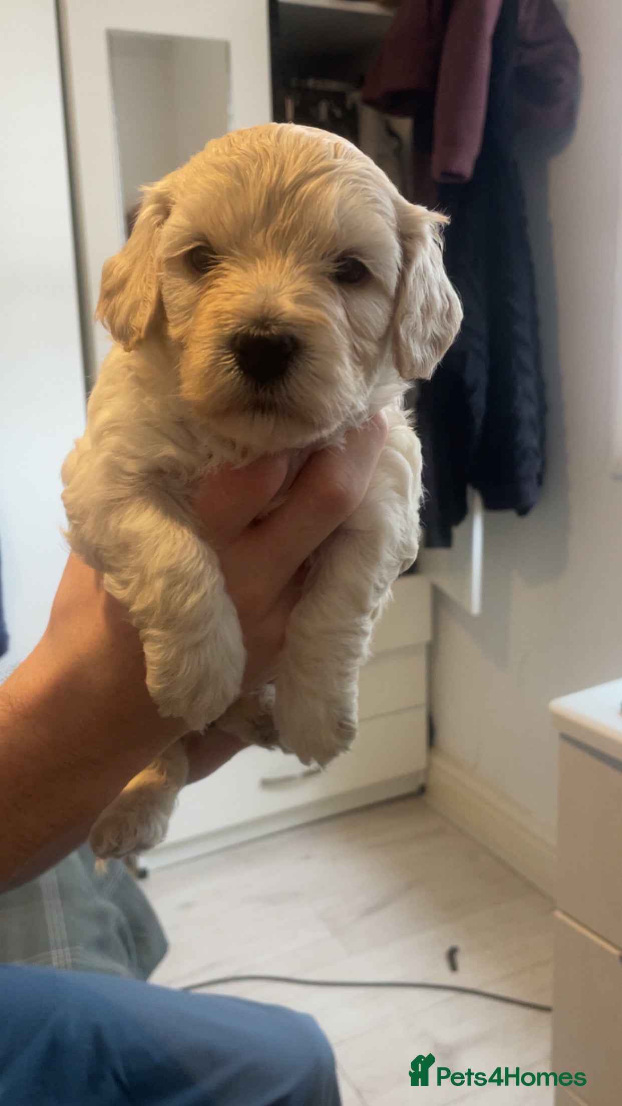 Poochon dogs for sale: Ready to leave NOW poochons🐶❤️ - Advert 37