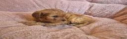 Cavapoo dogs for sale: Gorgeous cavapoo puppies in Leatherhead - Advert 10