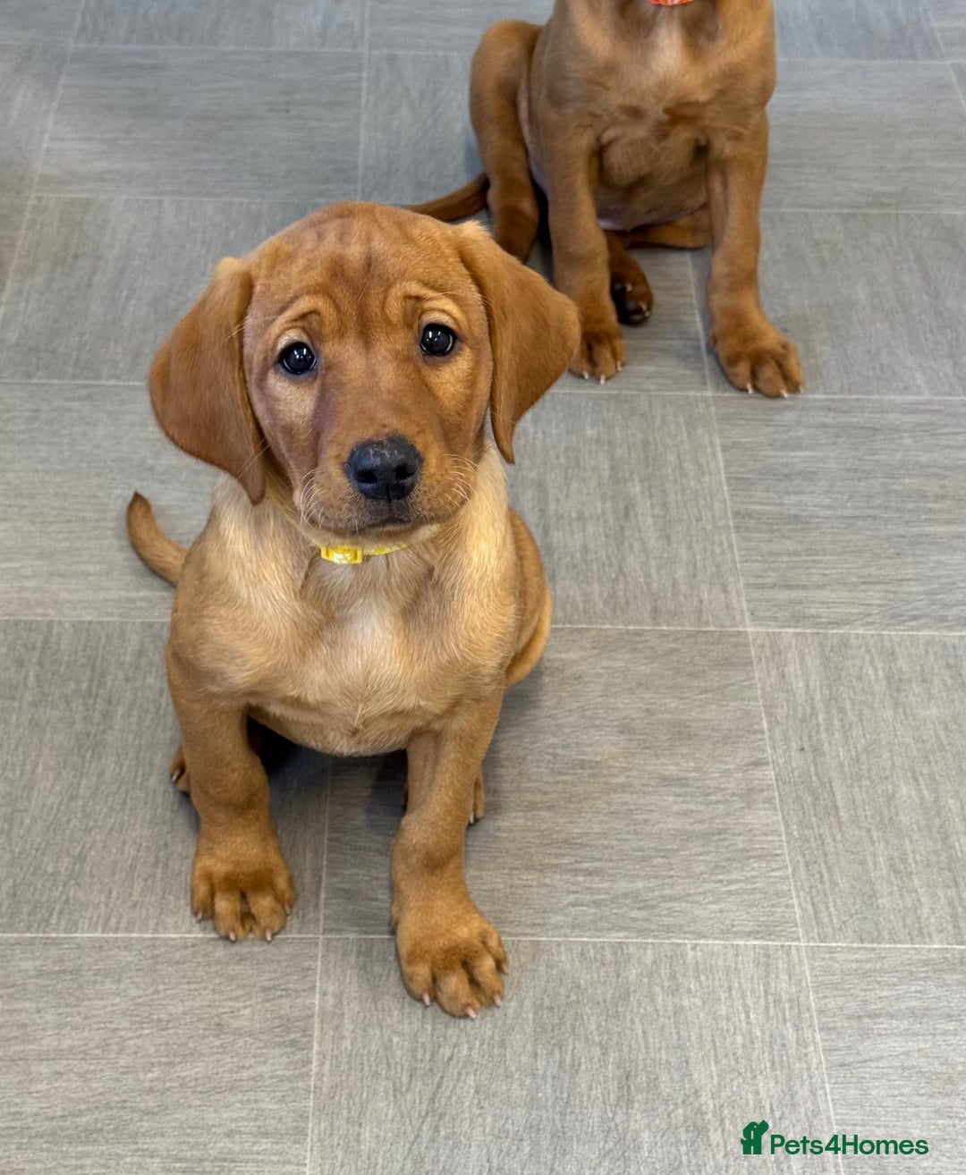 Labrador Retriever dogs for sale: Exceptional KC litter Fox Red Labradors  - Advert 12