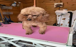 Cockapoo dogs for sale: cockapoos  - Advert 3