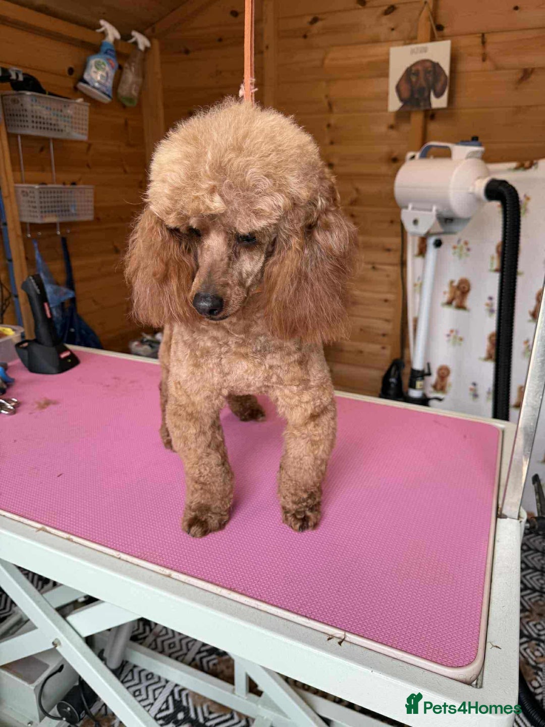 Cockapoo dogs for sale: cockapoos  - Advert 3