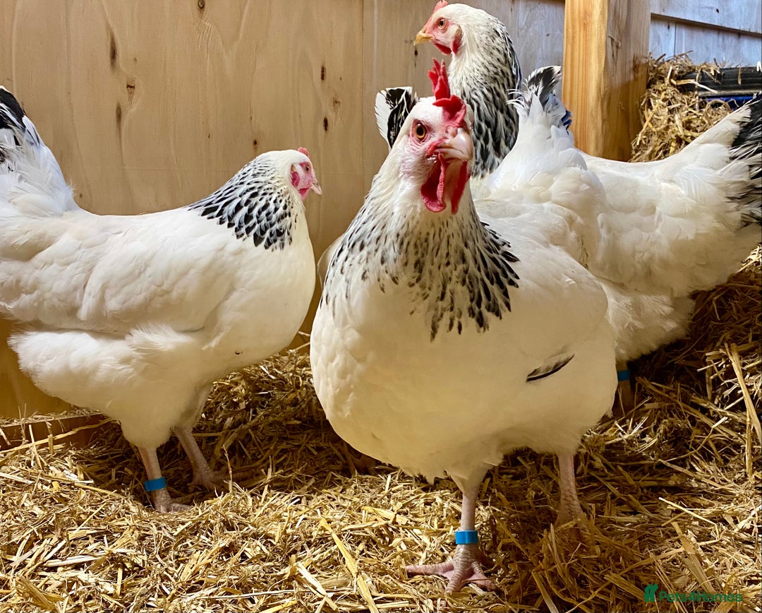 Chickens poultry for sale: Light Sussex  - Advert 3