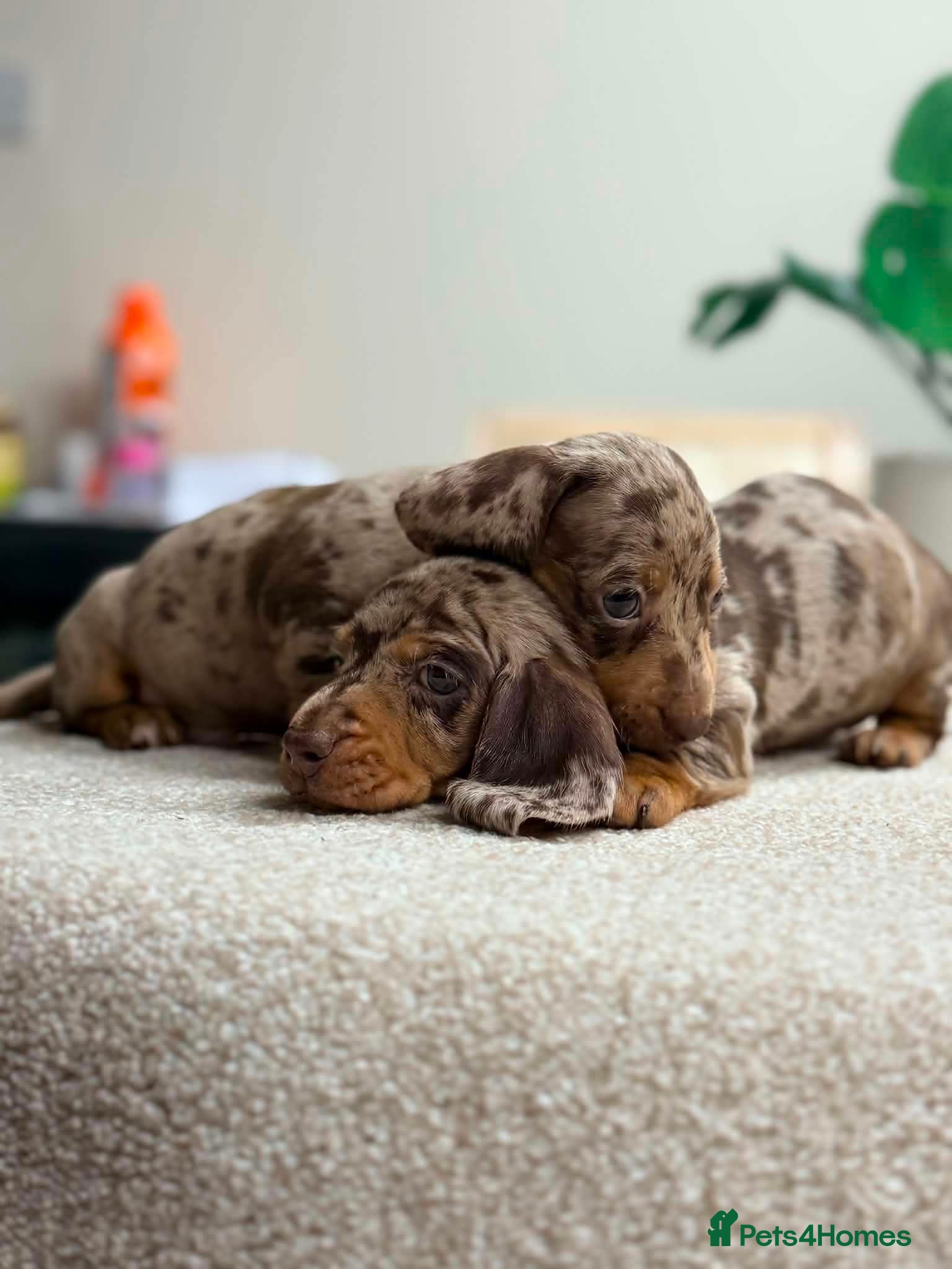 Miniature Dachshund dogs ✨️super Mini Dachshund Puppies Dapple & Chocolate - Advert 12