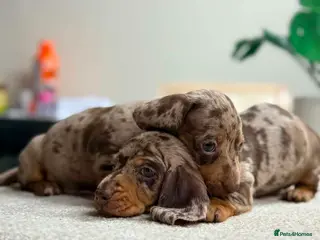 Miniature Dachshund dogs ✨️super Mini Dachshund Puppies Dapple & Chocolate - Advert 12
