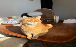 British Shorthair cats for sale: Ginger British Short Hair in Need of a Loving Home - Image 6