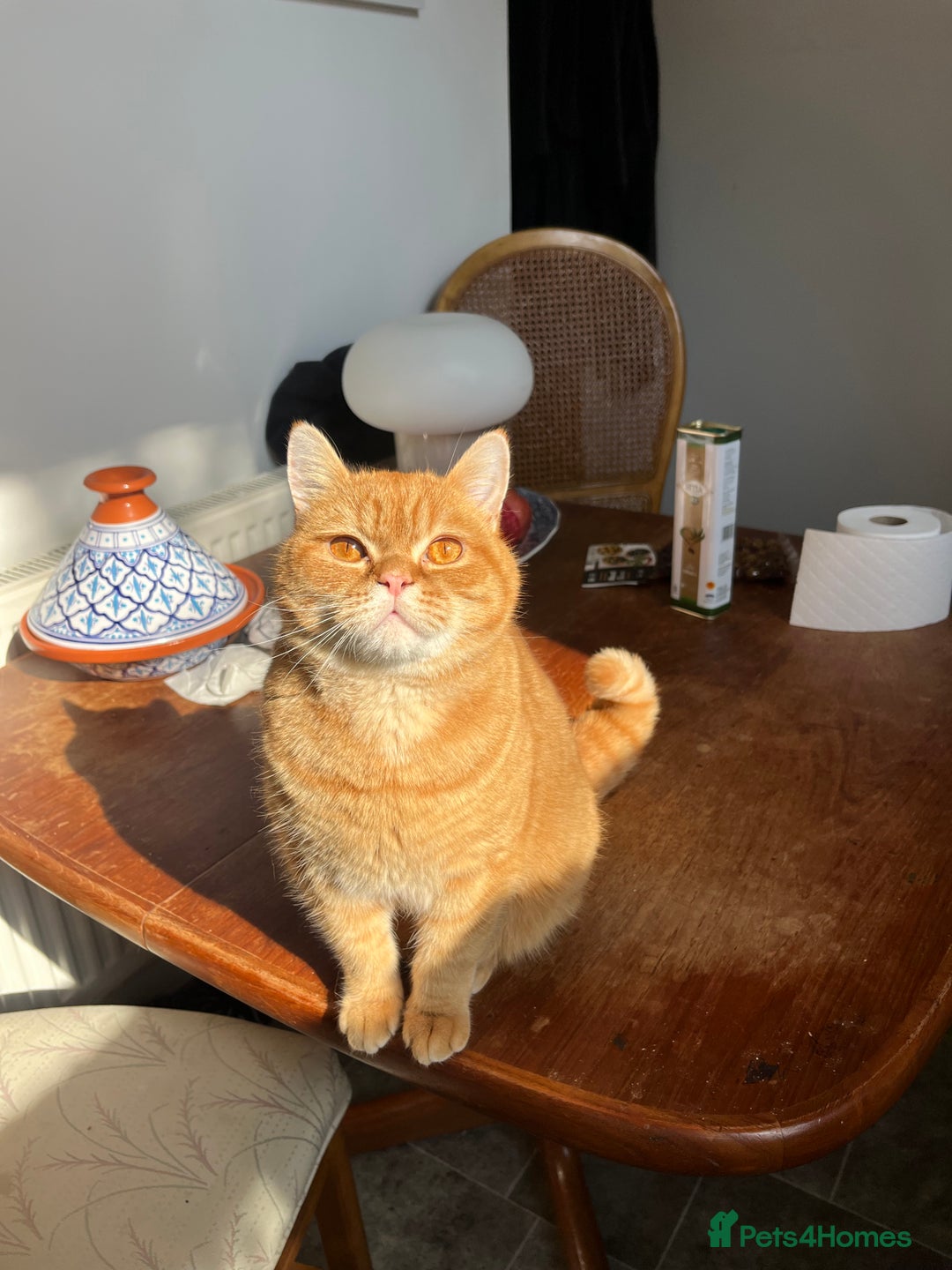 British Shorthair cats for sale: Ginger British Short Hair in Need of a Loving Home - Image 6