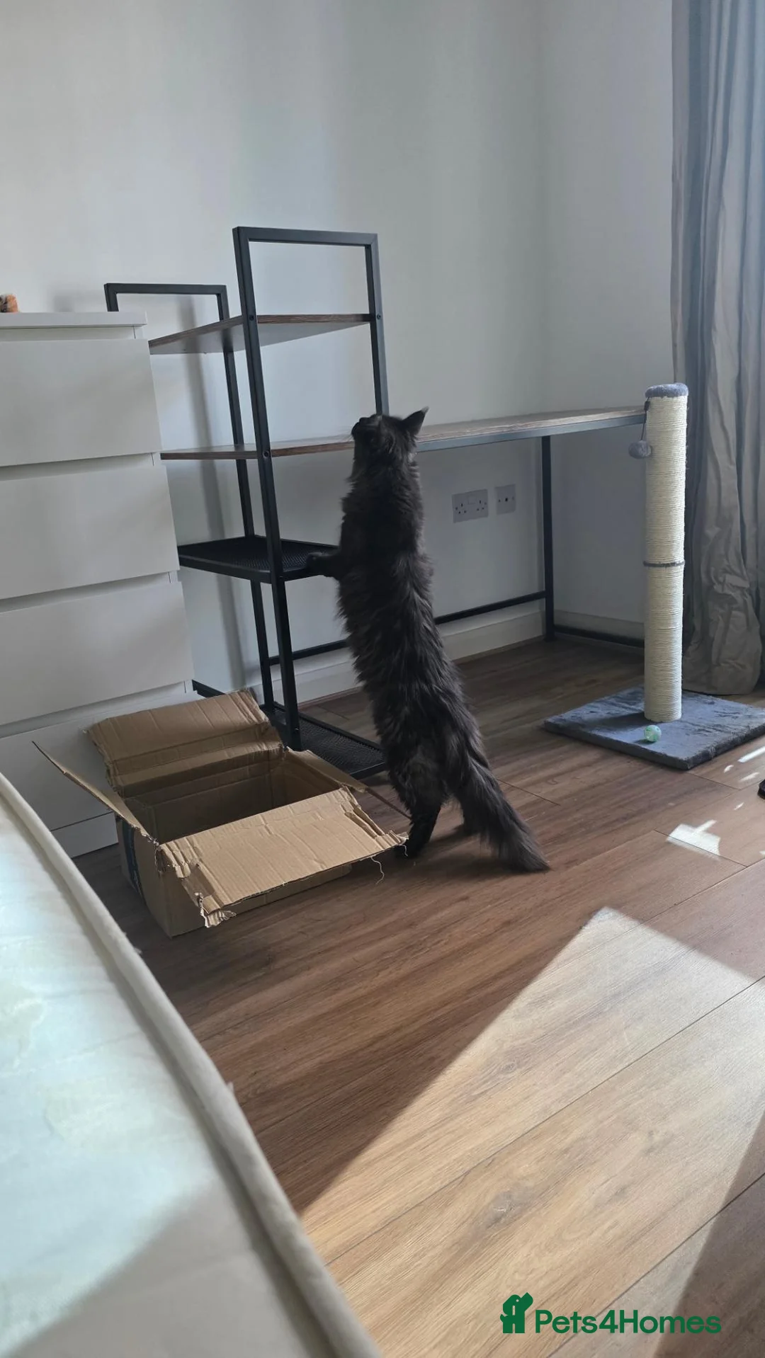Maine Coon cats for sale: Gorgeous active female smoke silver maine coon - Advert 9