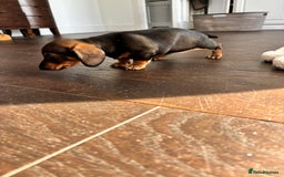 Miniature Dachshund dogs for sale: Miniature Dachshunds  - Image 9