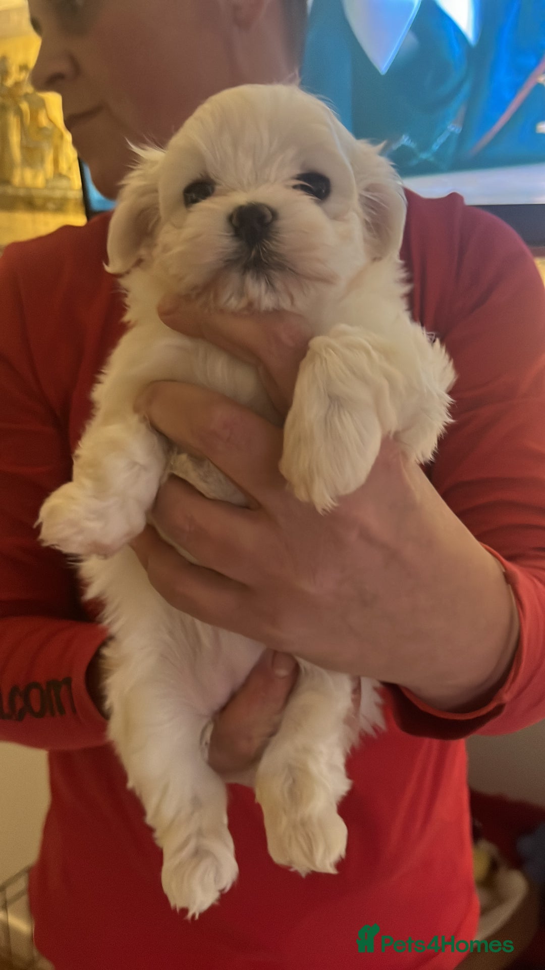 Maltese dogs for sale:  Beautiful maltese - Advert 31