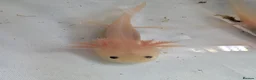 Axolotl reptiles for sale: Baby axolotls available  - Advert 9