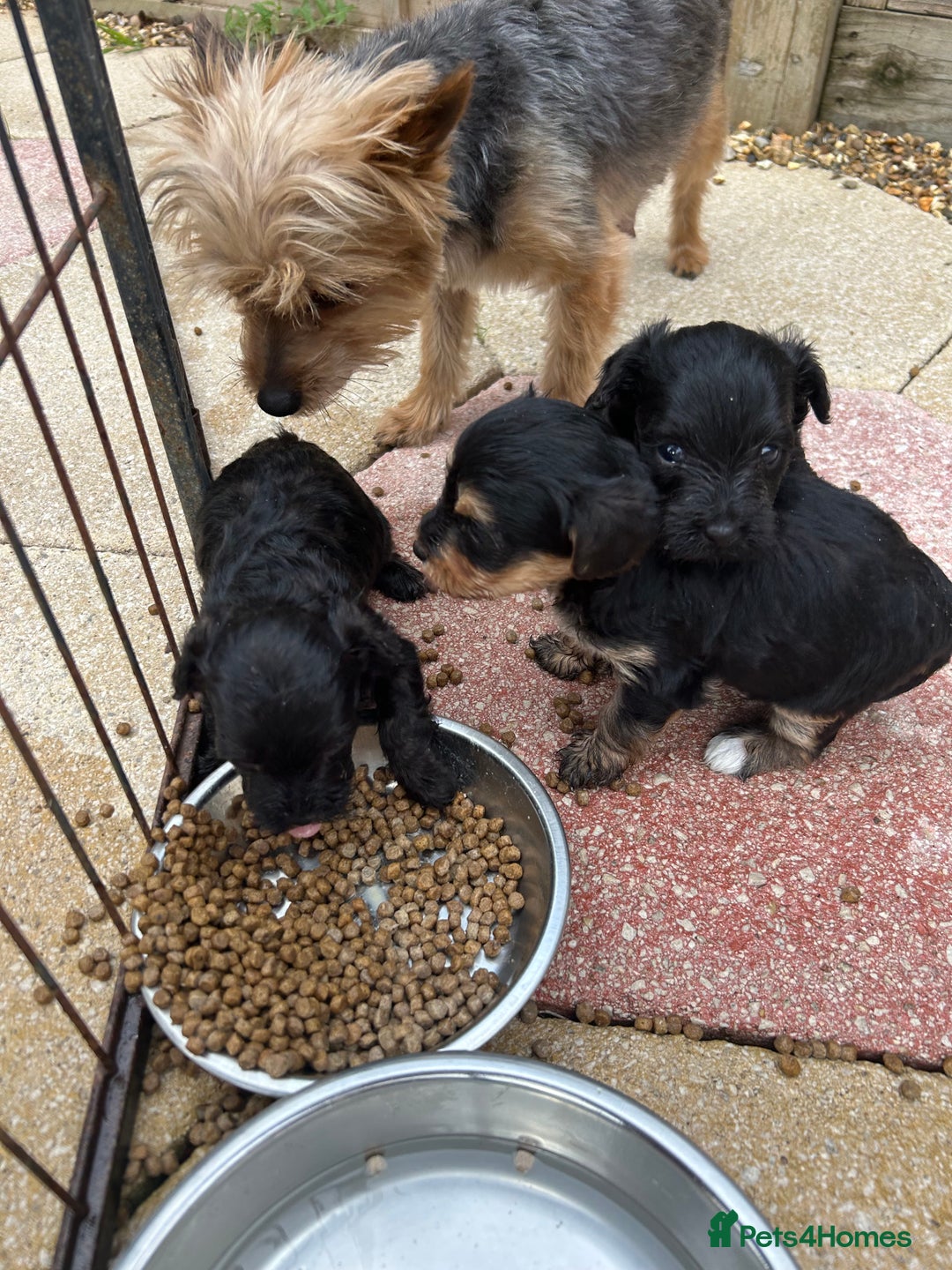 Yorkiepoo dogs for sale: Yorkiepoos - Advert 8