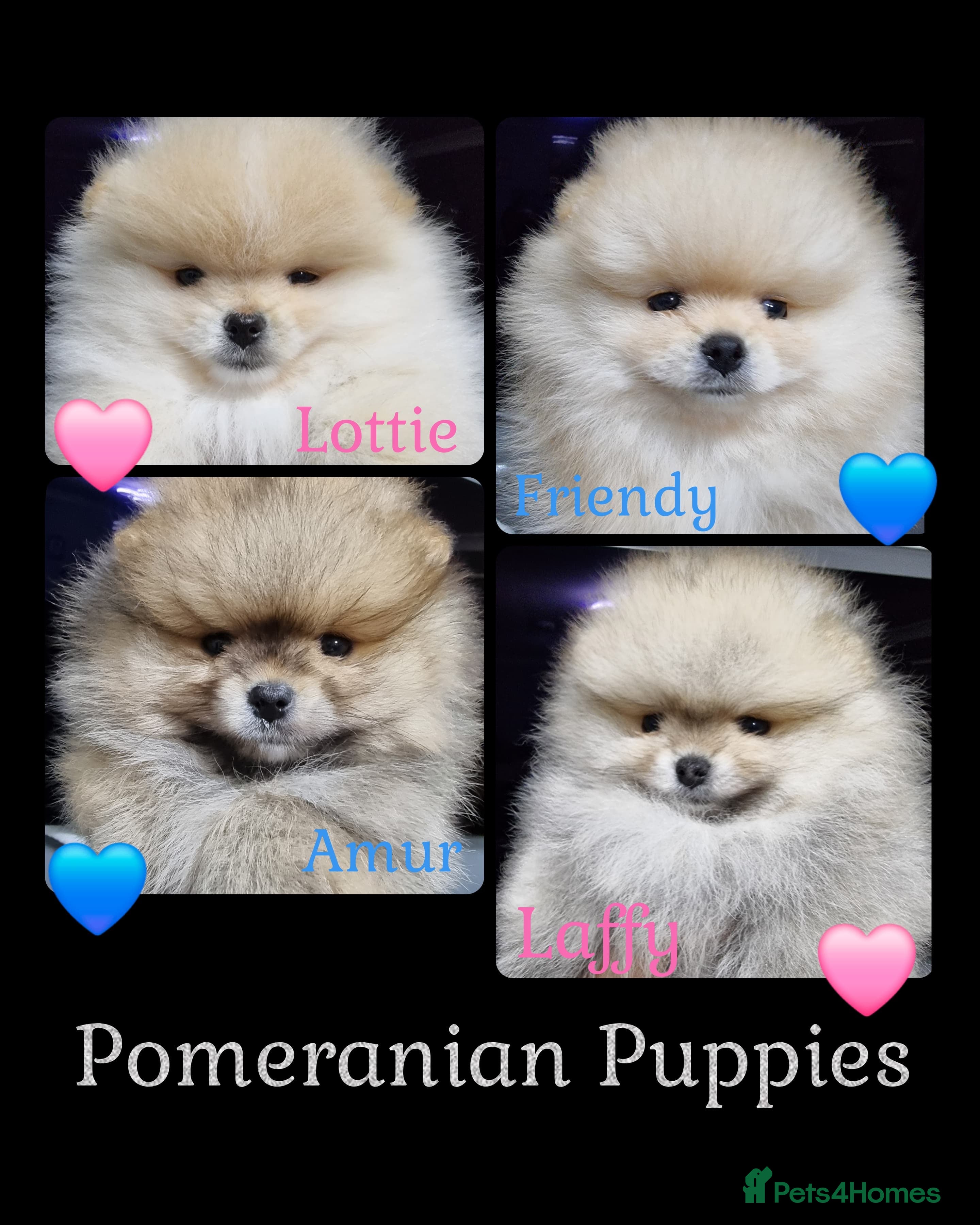 Pomeranian dogs Luxury Pomeranian Puppies for sale!!! - Advert 1