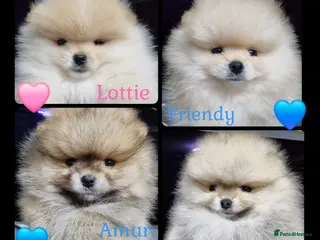 Pomeranian dogs Luxury Pomeranian Puppies for sale!!! - Advert 1