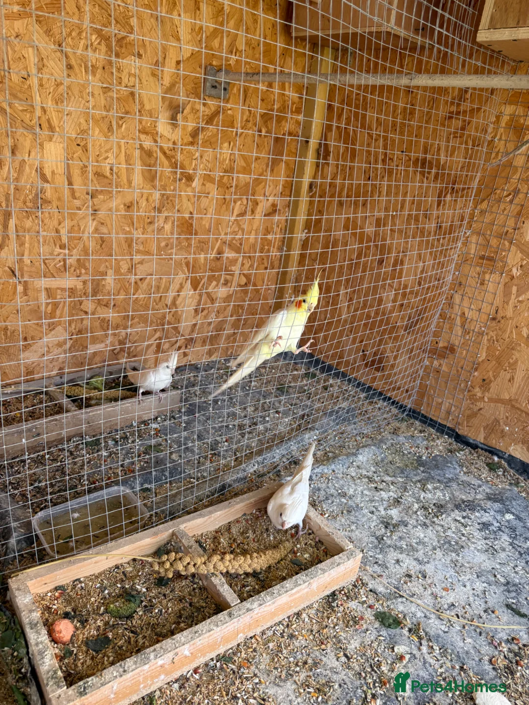 Cockatiels birds for sale: Beautiful and healthy cockatiels  in Ilford - Advert 14