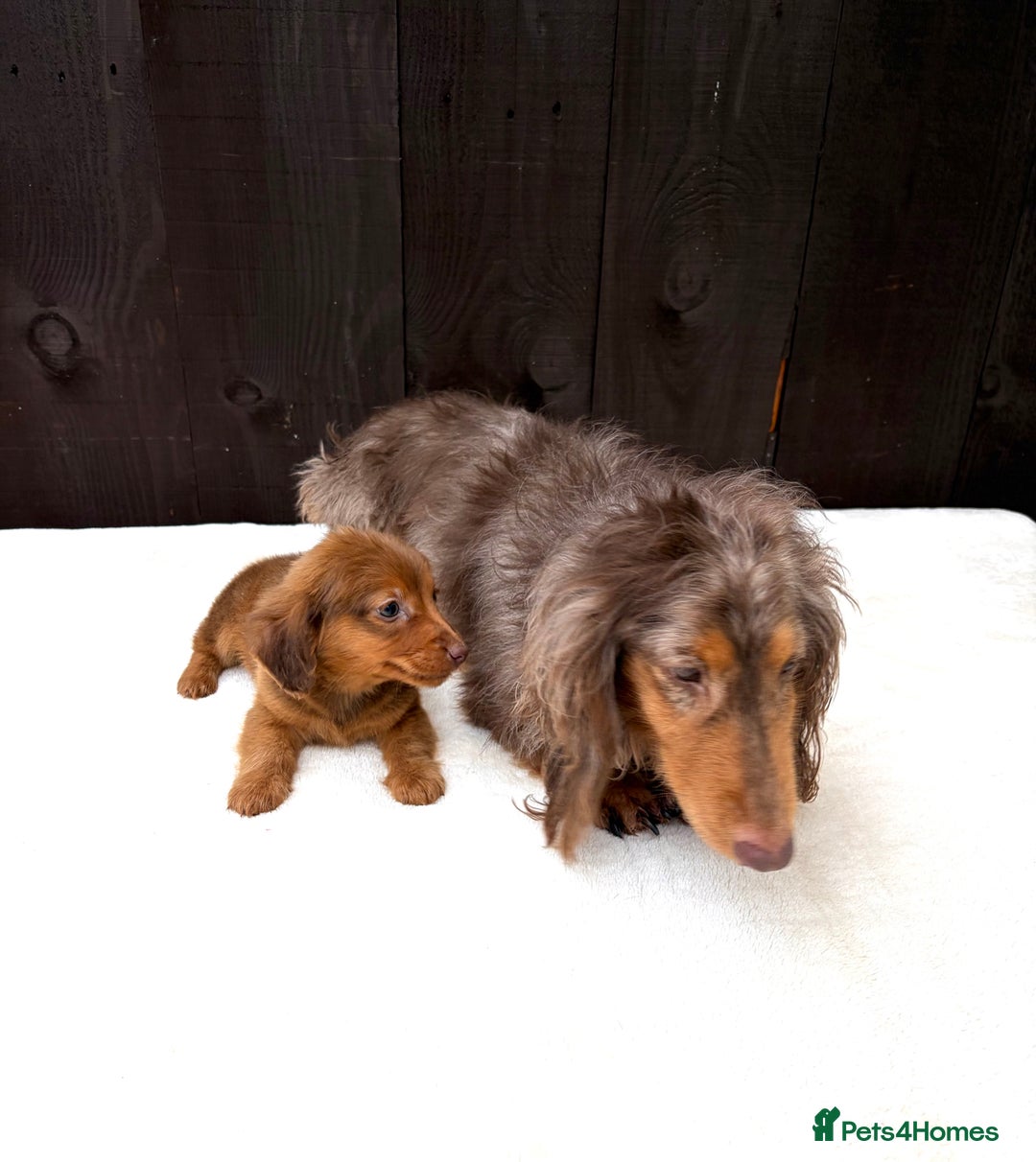 Miniature Dachshund dogs for sale: Dachshund puppy only 1 Boy still available  - Advert 24