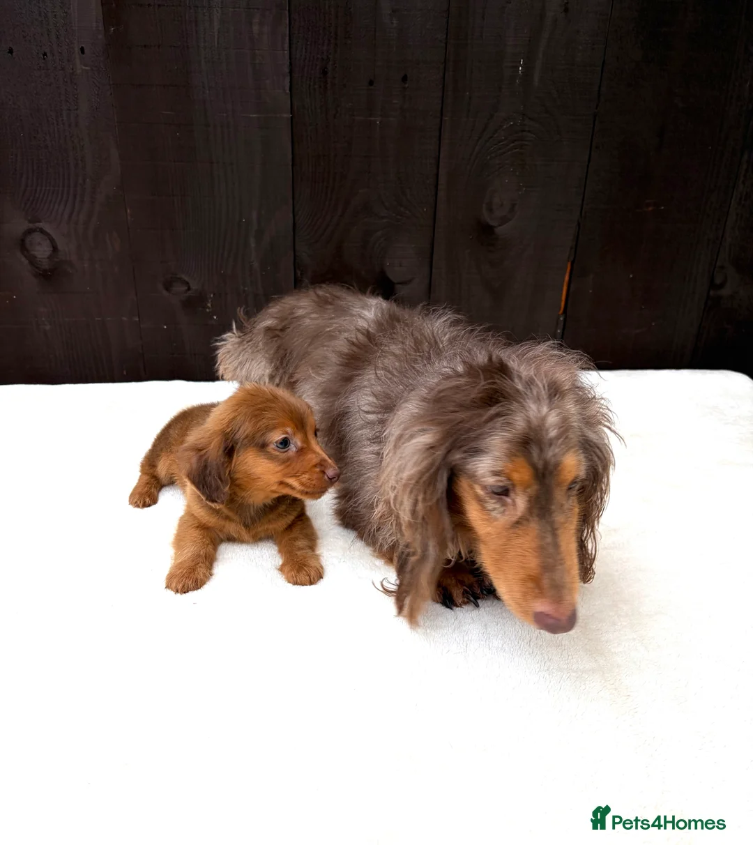 Miniature Dachshund dogs for sale: Dachshund puppy only 1 Boy still available  - Advert 24