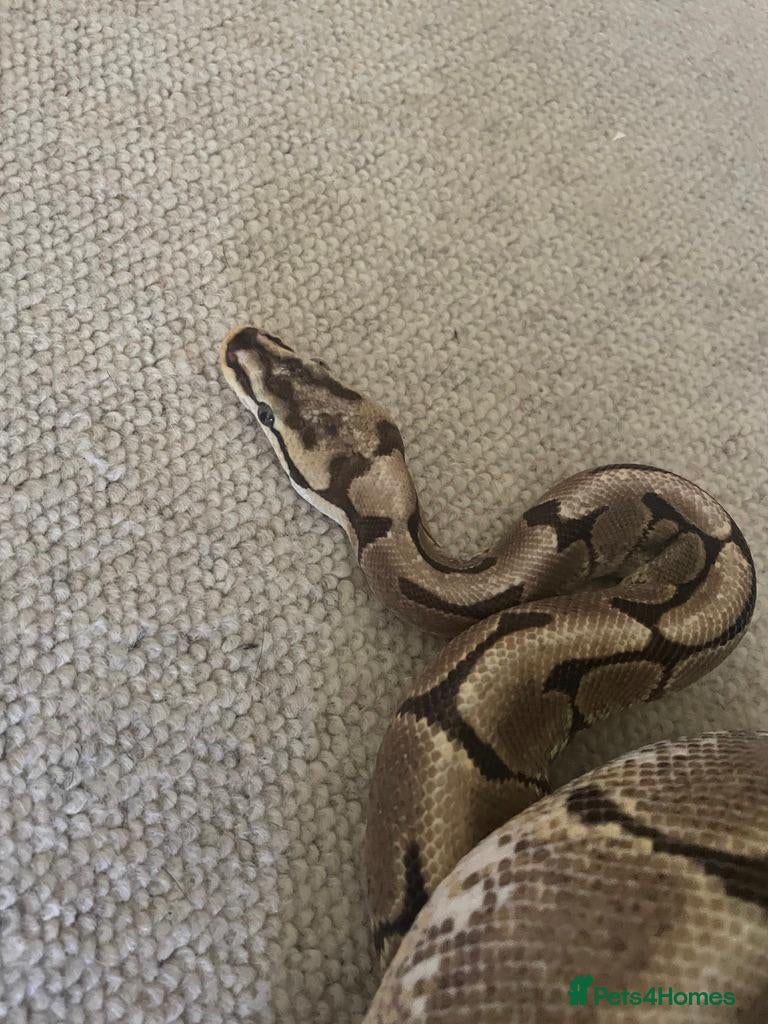 Python Snake reptiles Spider ball python - Advert 5