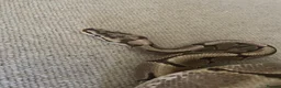 Python Snake reptiles for sale: Spider ball python - Advert 1
