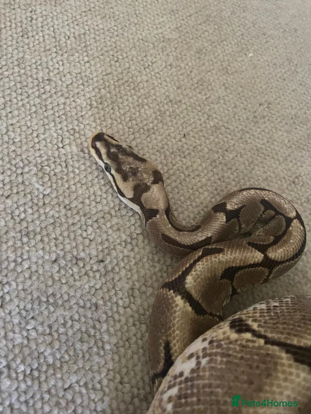 Python Snake reptiles for sale: Spider ball python - Advert 1