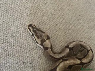 Python Snake reptiles Spider ball python - Advert 5