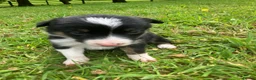 Border Collie dogs for sale:  10 Beautiful tri colour border collie puppies in Exeter - Advert 10