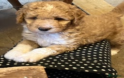 Australian Labradoodle dogs for sale: Stunning miniature Australian labradoodles - Image 13