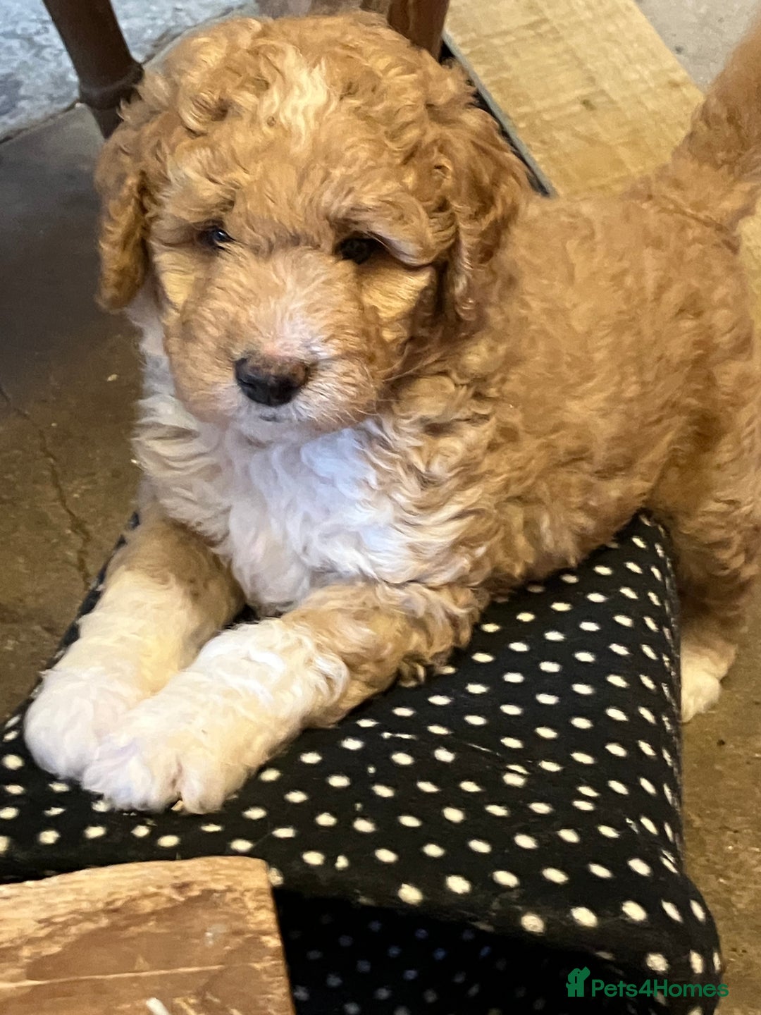 Australian Labradoodle dogs for sale: Stunning miniature Australian labradoodles - Image 13