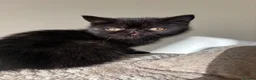 Exotic cats for sale: PET REGISTERED EXOTIC KITTENS  - Advert 4