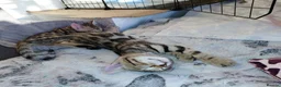 Bengal cats for sale: Pure Bengal kittens for sale - Advert 16