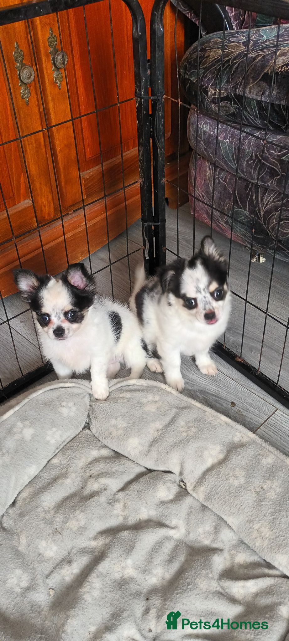 Chihuahua dogs 3 stunning long coat chihuahua boy pups - Advert 18